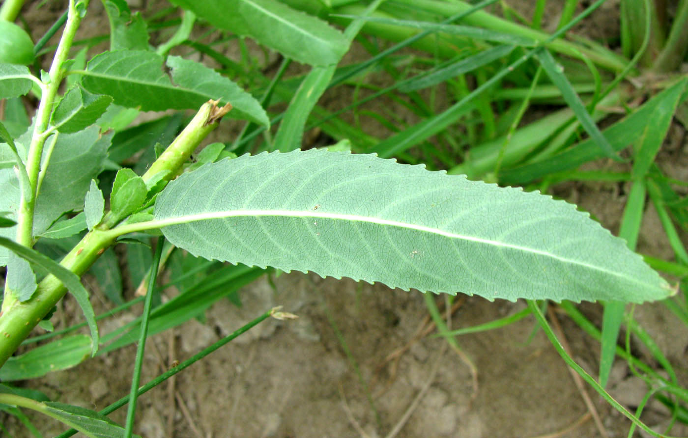 Изображение особи Salix × alopecuroides.