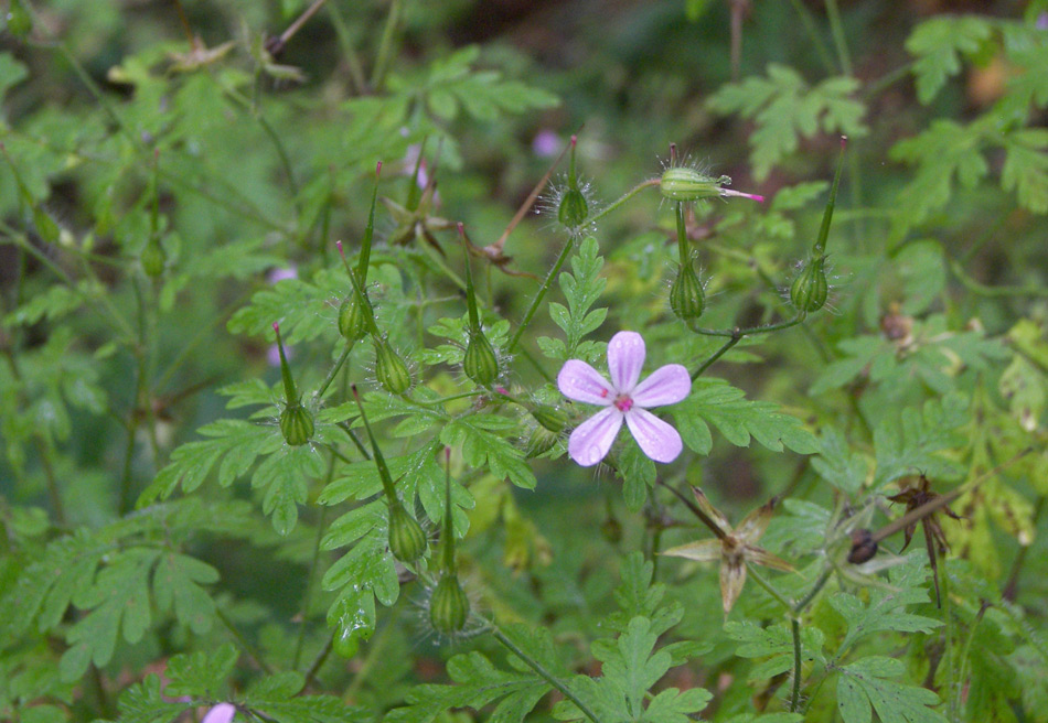 Изображение особи Geranium robertianum.