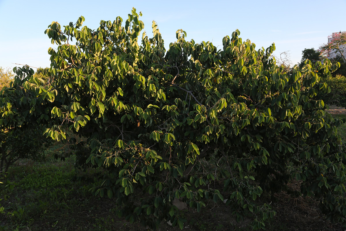 Изображение особи Annona cherimola.