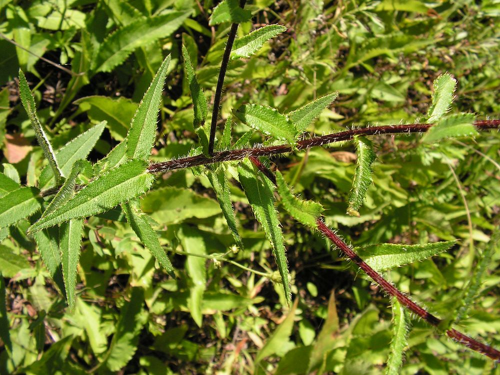 Изображение особи Cirsium vlassovianum.