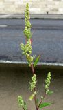 Chenopodium strictum. Верхняя часть цветущего растения. Венгрия, г. Будапешт, набережная Дуная. 01.09.2012.