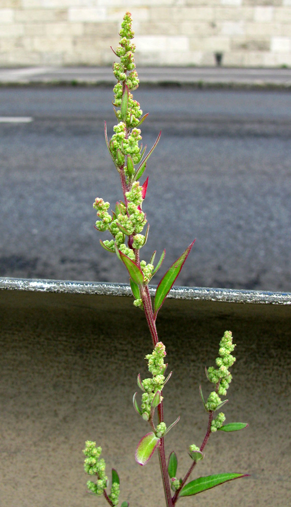 Изображение особи Chenopodium strictum.