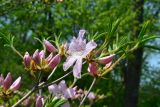 Rhododendron schlippenbachii