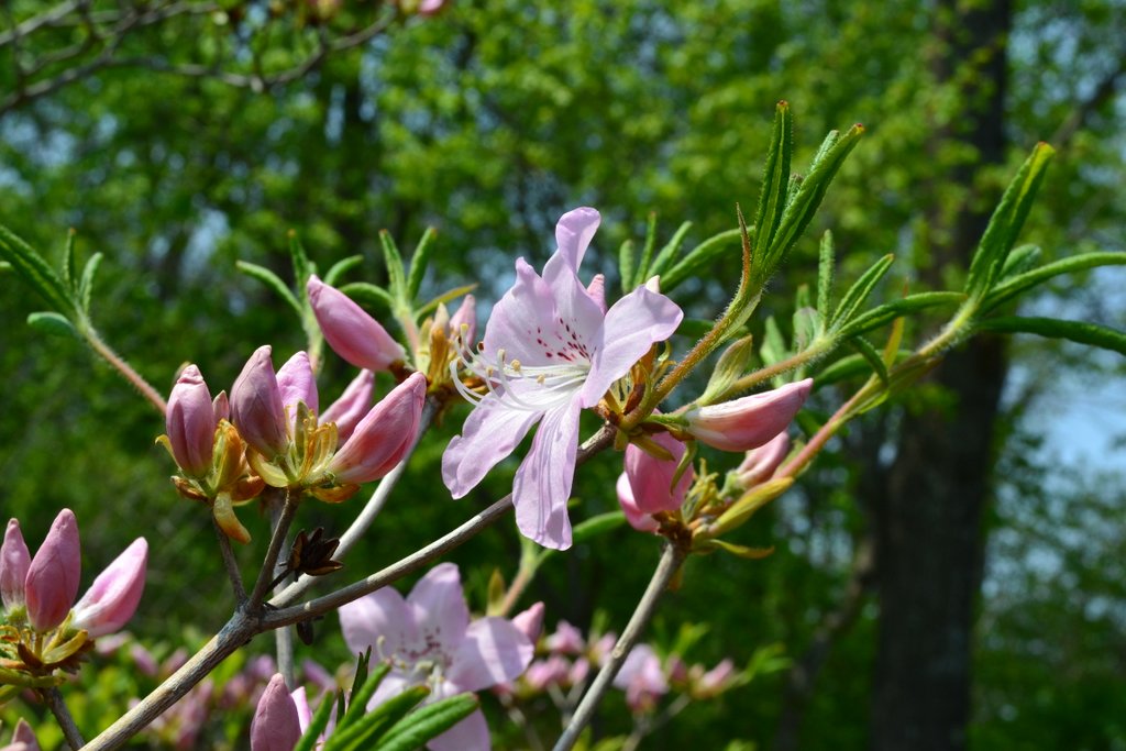 Image of Rhododendron schlippenbachii specimen.