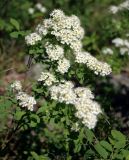 Spiraea media