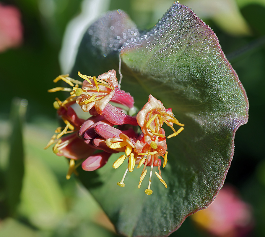 Изображение особи Lonicera caprifolium.