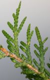 Thuja occidentalis. Часть веточки. Германия, г. Кемпен, в культуре. 09.11.2012.