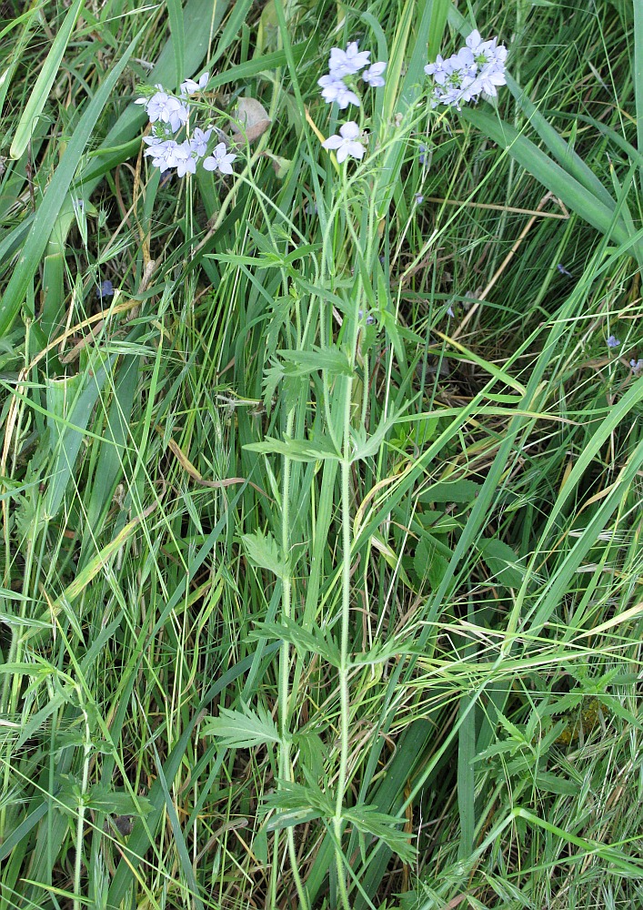 Image of Veronica jacquinii specimen.