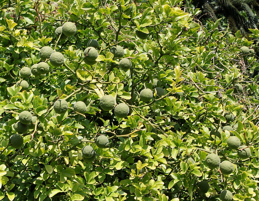 Изображение особи Poncirus trifoliata.