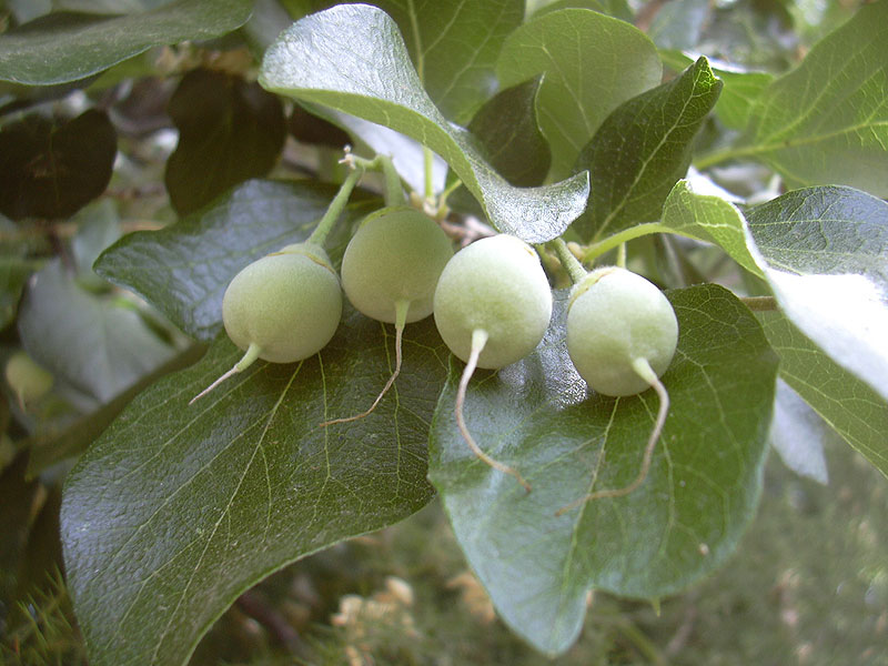 Image of Styrax officinalis specimen.