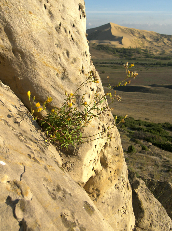 Image of Hieracium virosum specimen.