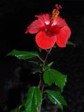 Hibiscus rosa-sinensis