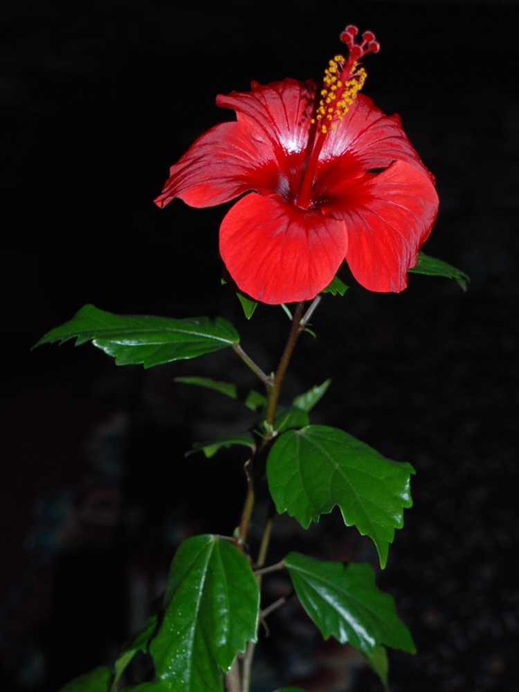 Изображение особи Hibiscus rosa-sinensis.