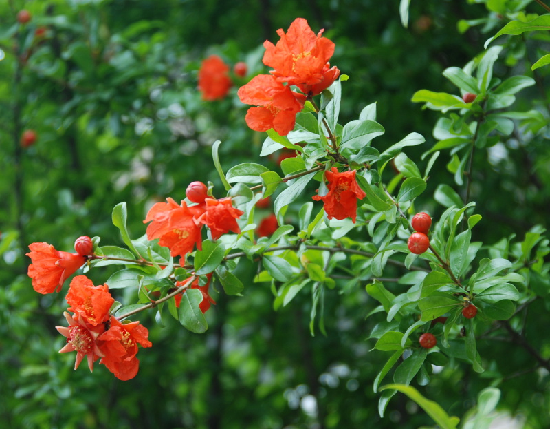 Изображение особи Punica granatum.