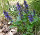 Ajuga genevensis