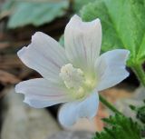 Malva neglecta