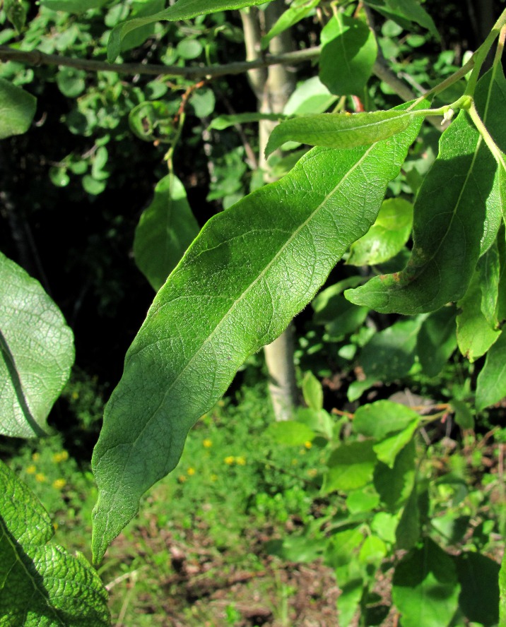 Изображение особи Salix caprea.