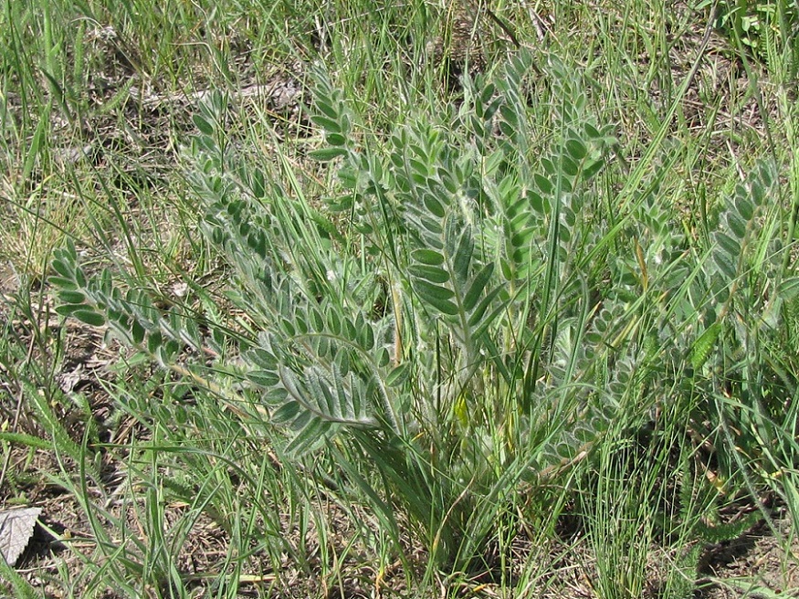 Изображение особи Astragalus pubiflorus.