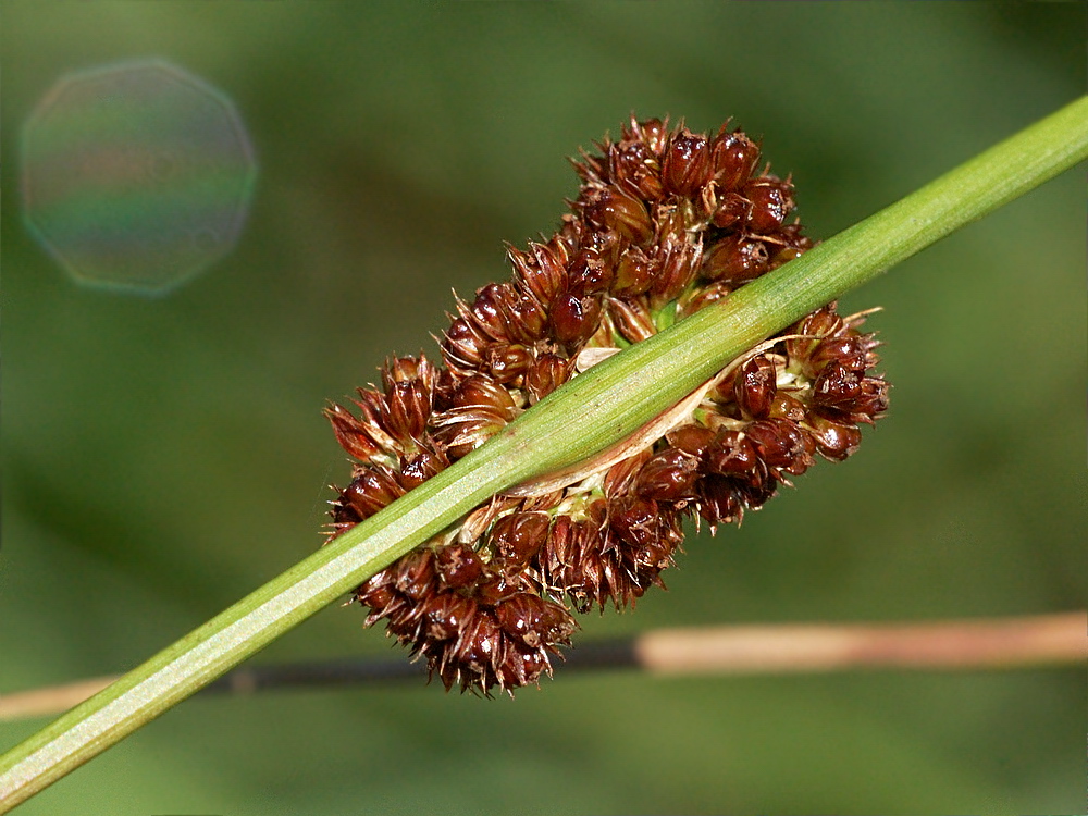 Изображение особи Juncus conglomeratus.