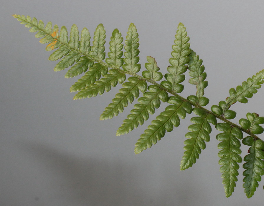 Изображение особи Dryopteris pseudomas.