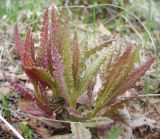 Pedicularis resupinata