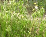 Bromus squarrosus