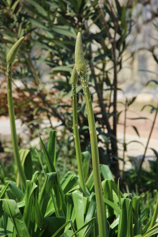 Изображение особи Eremurus aitchisonii.