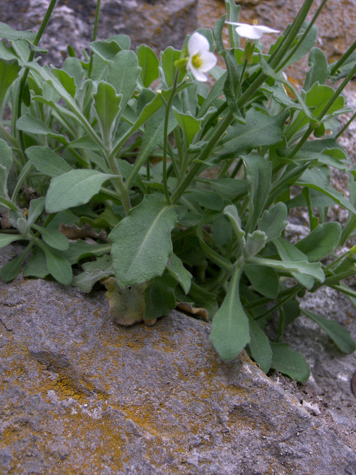 Image of Arabis caucasica specimen.