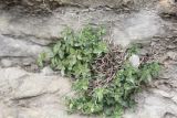 Parietaria elliptica