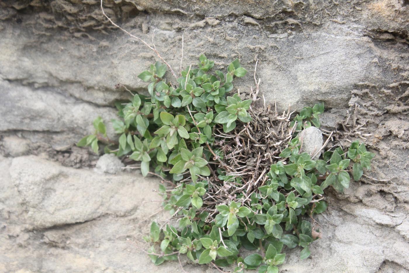 Image of Parietaria elliptica specimen.