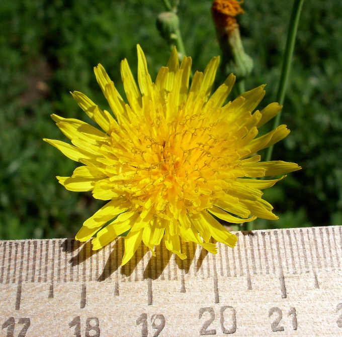 Изображение особи Sonchus arvensis ssp. uliginosus.