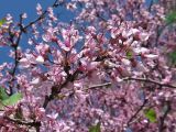 род Cercis. Верхушка веточки с соцветиями. Украина, г. Одесса, в озеленении. 09.05.2013.