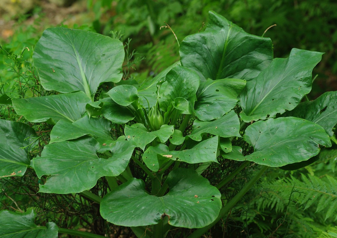 Изображение особи Cardiocrinum cordatum.