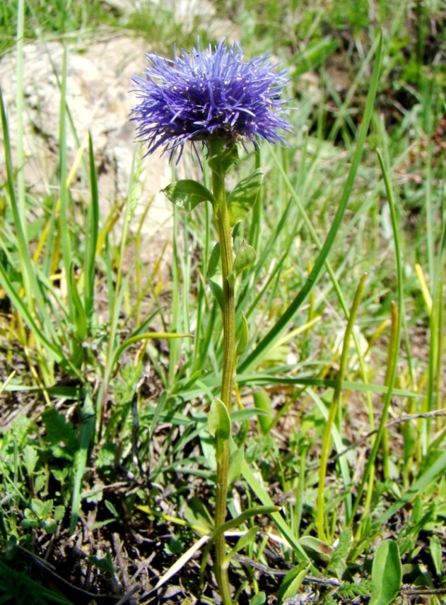 Image of Globularia trichosantha specimen.