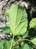 Celtis glabrata