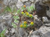 Euphorbia erythrodon. Плодоносящее растение. Крым, окр. г. Ялта, хр. Иограф, на скалах. 15 июня 2013 г.