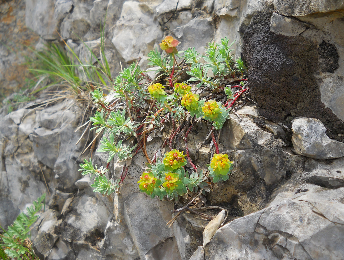 Image of Euphorbia erythrodon specimen.