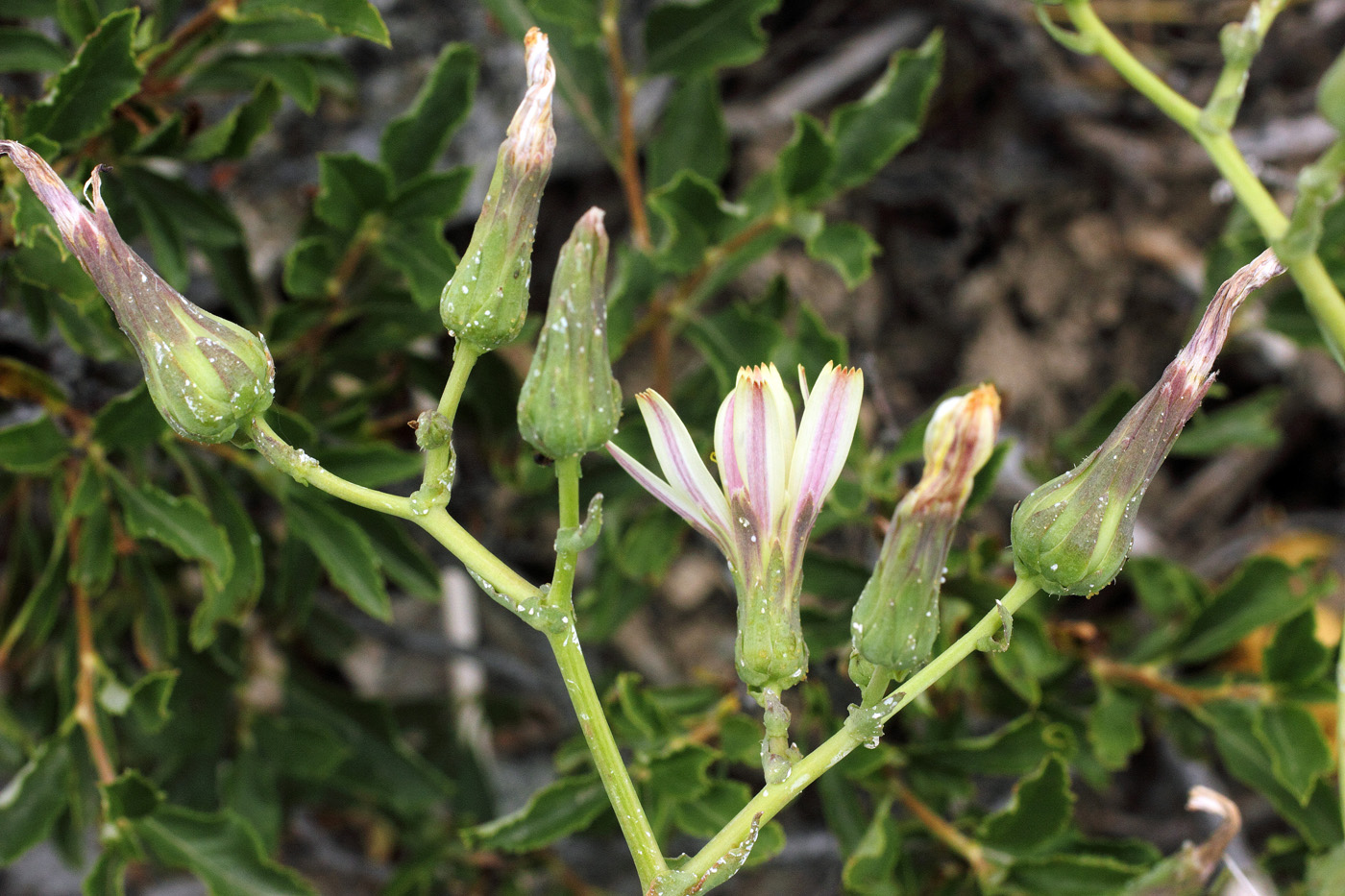 Изображение особи Steptorhamphus crambifolius.