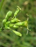 Silene densiflora. Часть соцветия. Крым, Карадагский заповедник, биостанция, степной склон. 26 июня 2013 г.