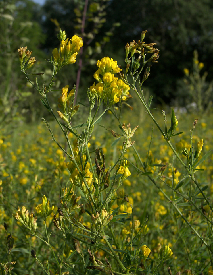 Изображение особи Medicago vardanis.