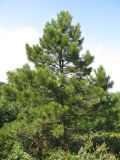 Pinus pallasiana