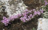 Thymus roegneri. Цветущее растение. Крым, пгт Черноморское, пустырь на южной окраине поселка. 14.05.2013.