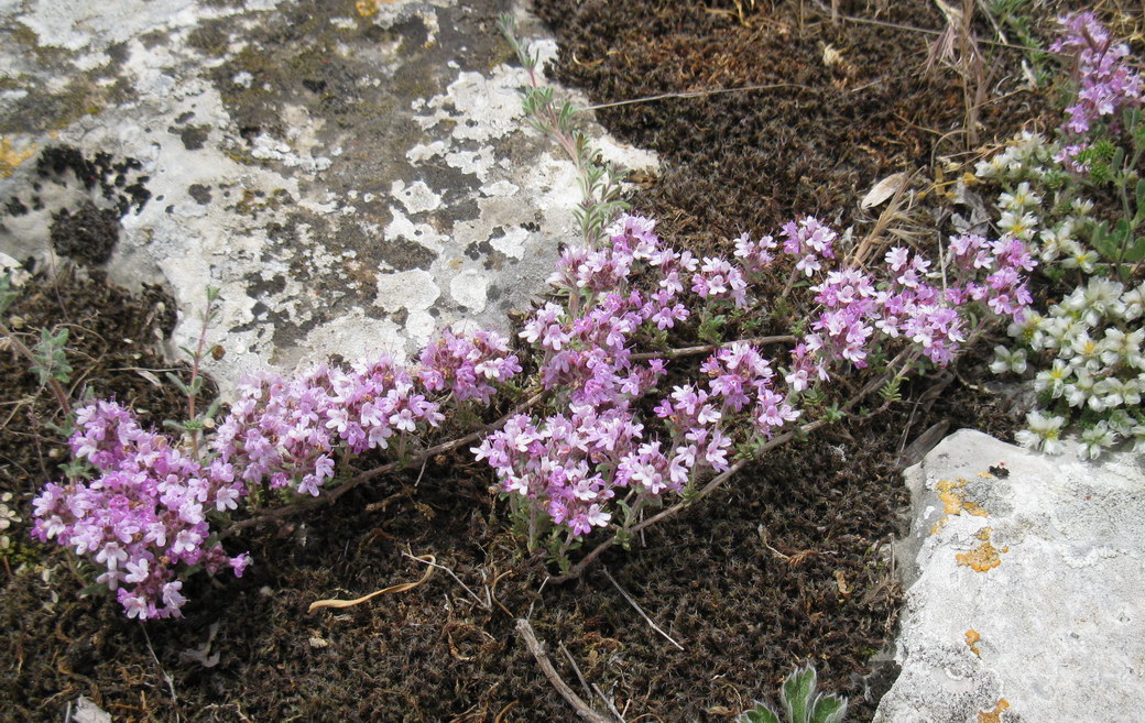 Изображение особи Thymus roegneri.