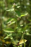Image of taxon representative. Author is Вадим Прохоров