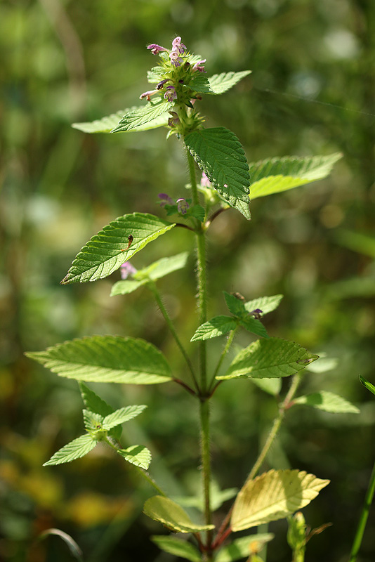Image of Galeopsis bifida specimen.