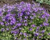 Campanula portenschlagiana