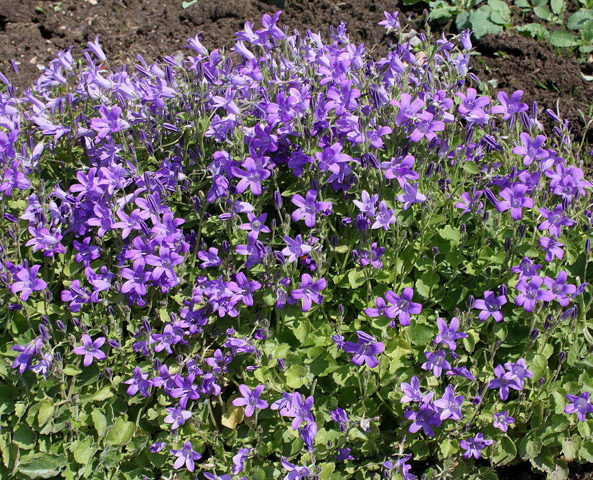 Изображение особи Campanula portenschlagiana.