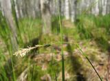 Carex globularis. Верхушка генеративного побега с мужским и женскими соцветиями. Костромская обл., Кадыйский р-н, заболоченный лес. 18.05.2013.