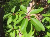 Arbutus andrachne