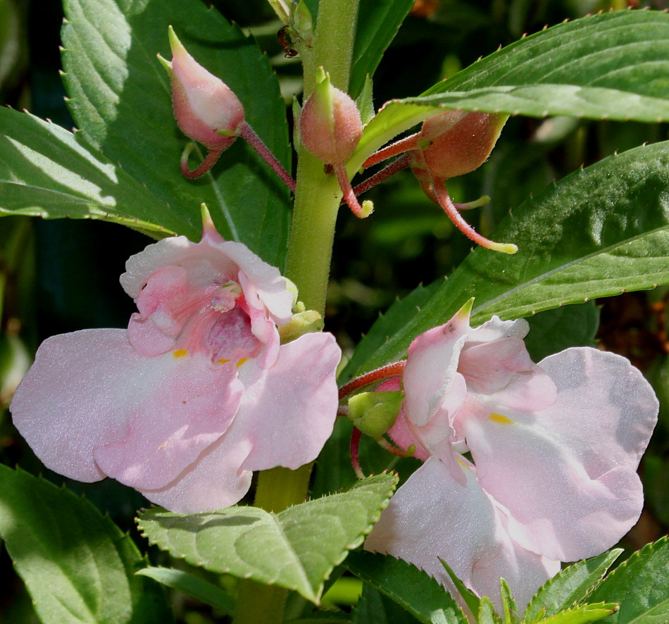 Image of Impatiens balsamina specimen.